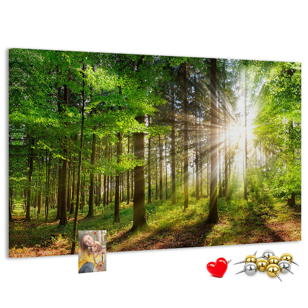 Tablero de corcho decorado Rayos de sol en el bosque verde