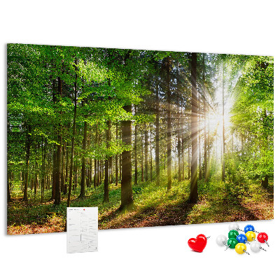 Tablero de corcho decorado Rayos de sol en el bosque verde