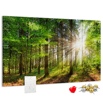 Tablero de corcho decorado Rayos de sol en el bosque verde
