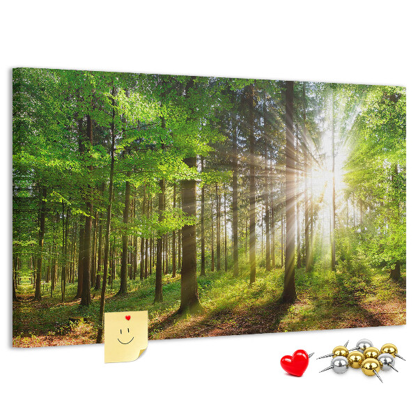 Tablero de corcho decorado Rayos de sol en el bosque verde