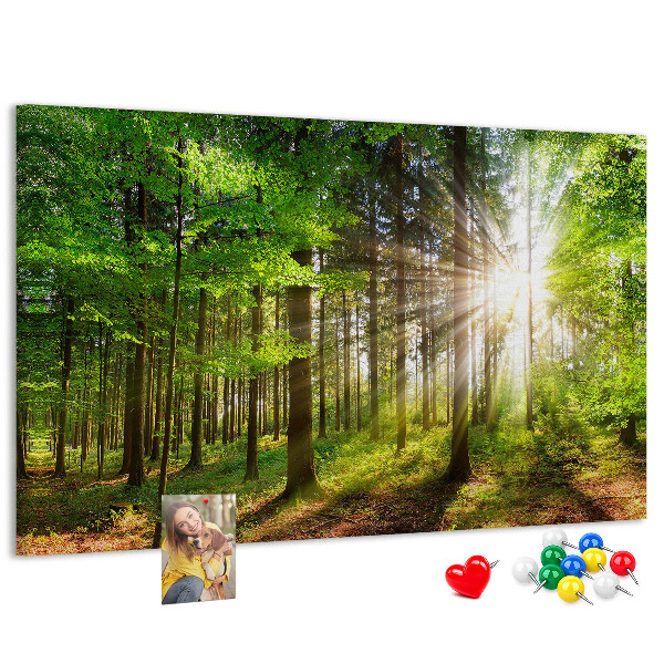 Tablero de corcho decorado Rayos de sol en el bosque verde