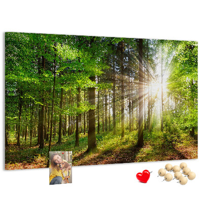 Tablero de corcho decorado Rayos de sol en el bosque verde