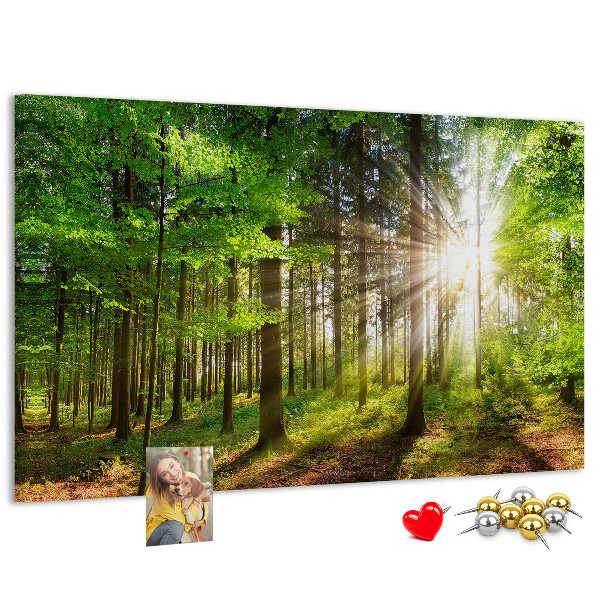 Tablero de corcho decorado Rayos de sol en el bosque verde