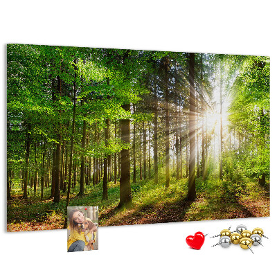 Tablero de corcho decorado Rayos de sol en el bosque verde