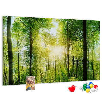 Tablero de corcho decorado Bosque verde con rayos de sol