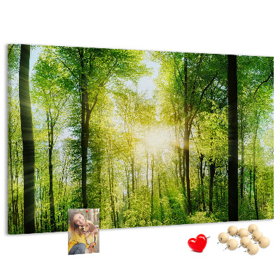Tablero de corcho decorado Bosque verde con rayos de sol