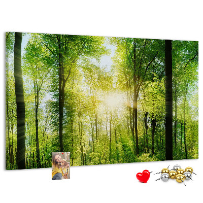 Tablero de corcho decorado Bosque verde con rayos de sol