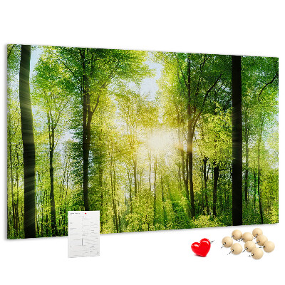Tablero de corcho decorado Bosque verde con rayos de sol