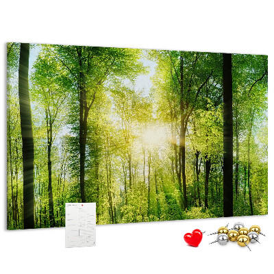 Tablero de corcho decorado Bosque verde con rayos de sol