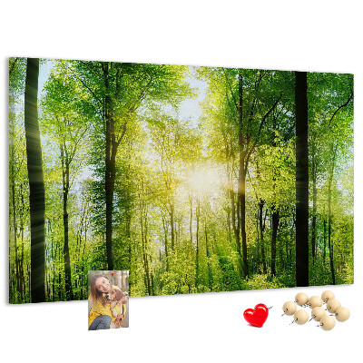 Tablero de corcho decorado Bosque verde con rayos de sol