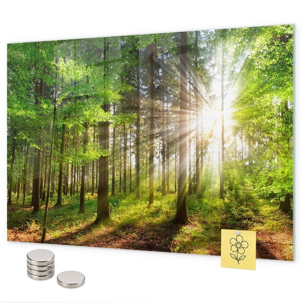 Pizarra magnética Amanecer en el bosque