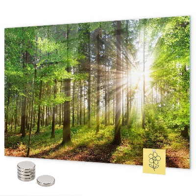 Pizarra magnética Amanecer en el bosque