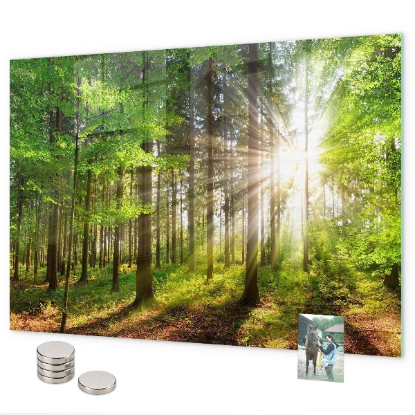 Pizarra magnética Amanecer en el bosque