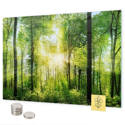Pizarra magnética de cristal Los árboles del bosque de la naturaleza